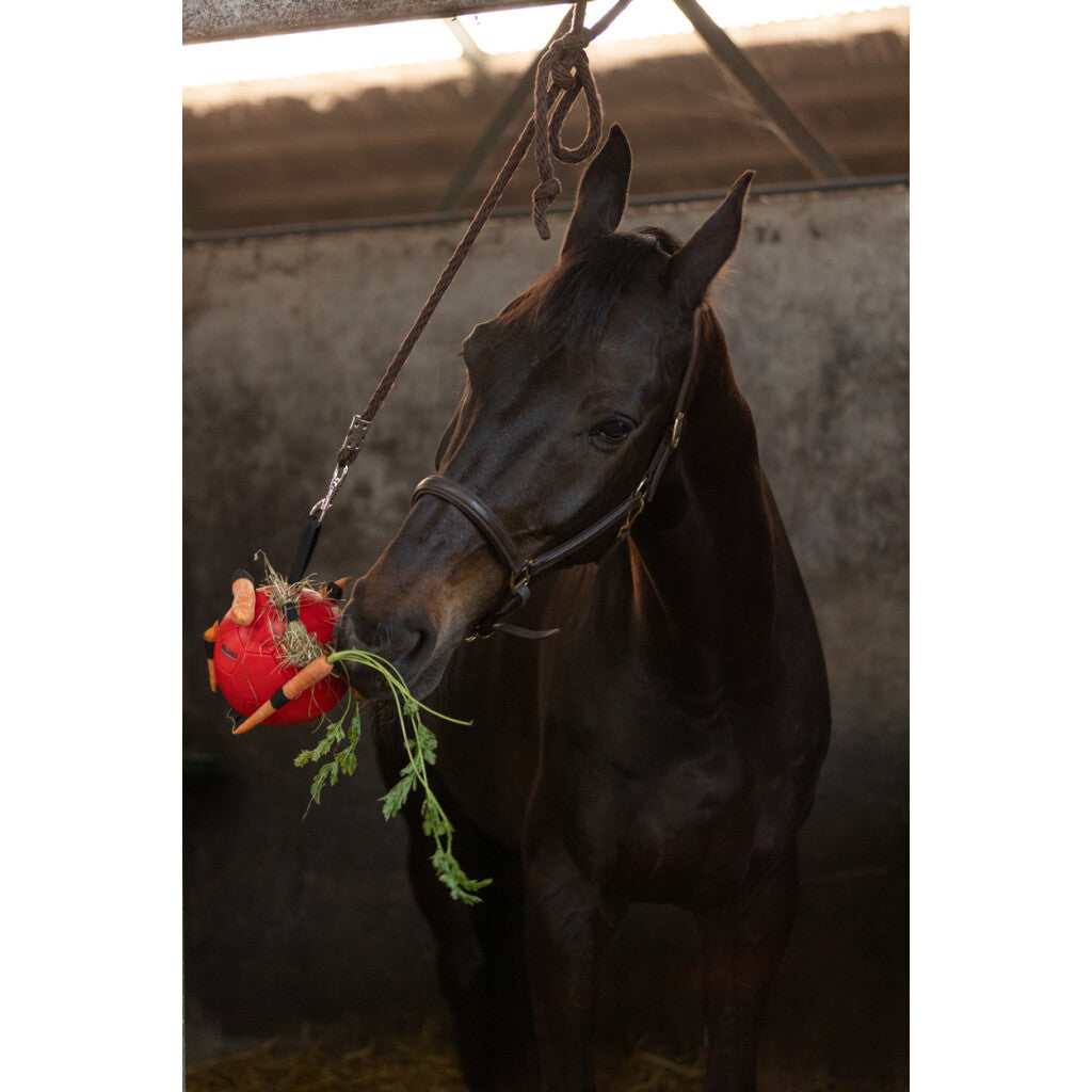 Excellent Horse Fun Play Ball